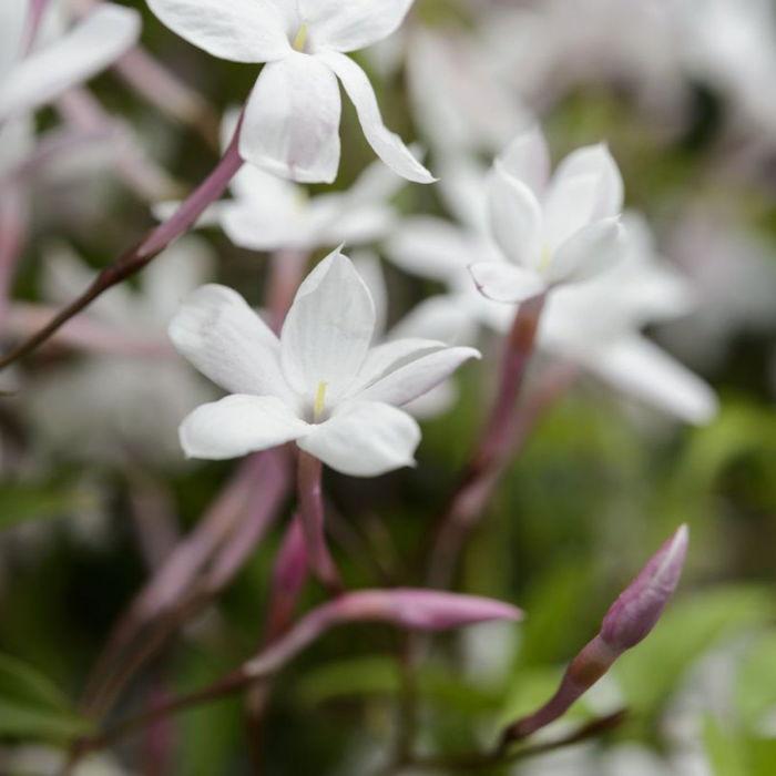 Jasminum Polyanthum