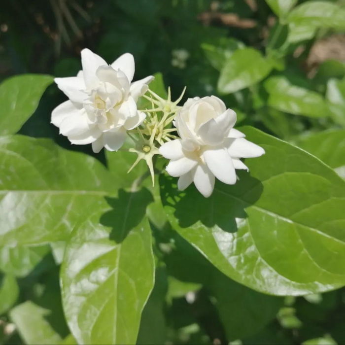 Jasminum Sambac