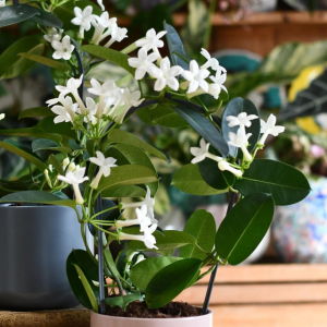 Madagascar Jasmine