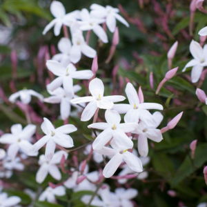 Pink Jasmine