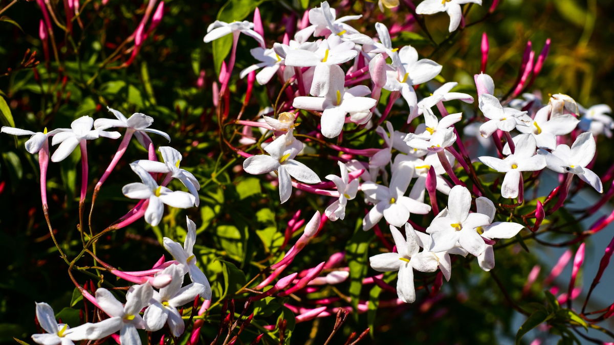 Pink jasmine