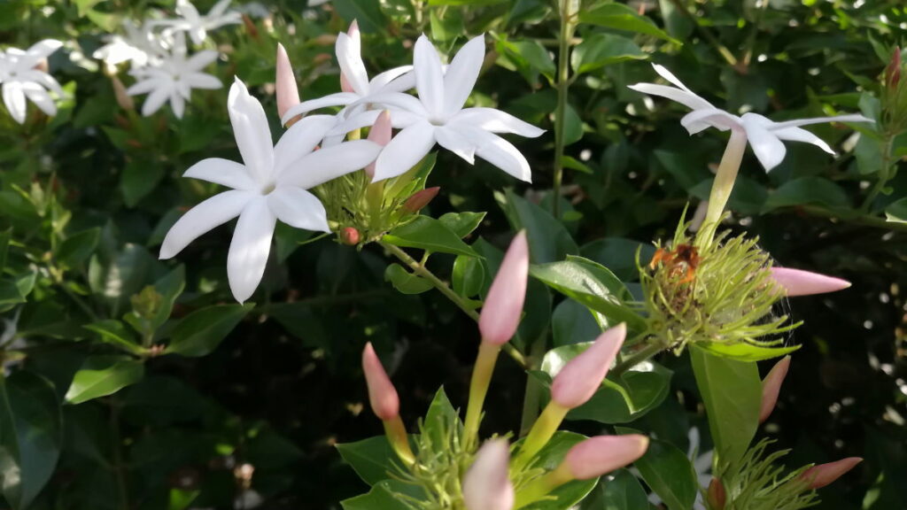 Pink jasmine 