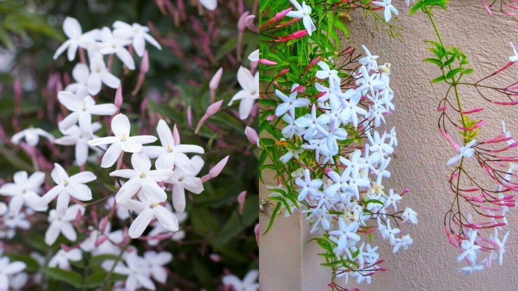 Pink jasmine