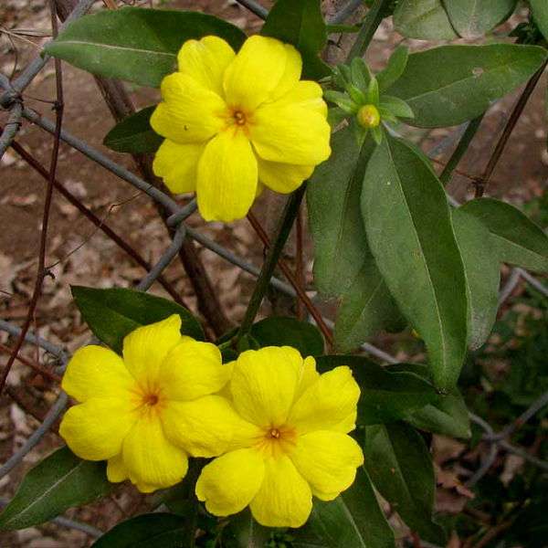 Primrose Jasmine