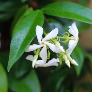 Star Jasmine