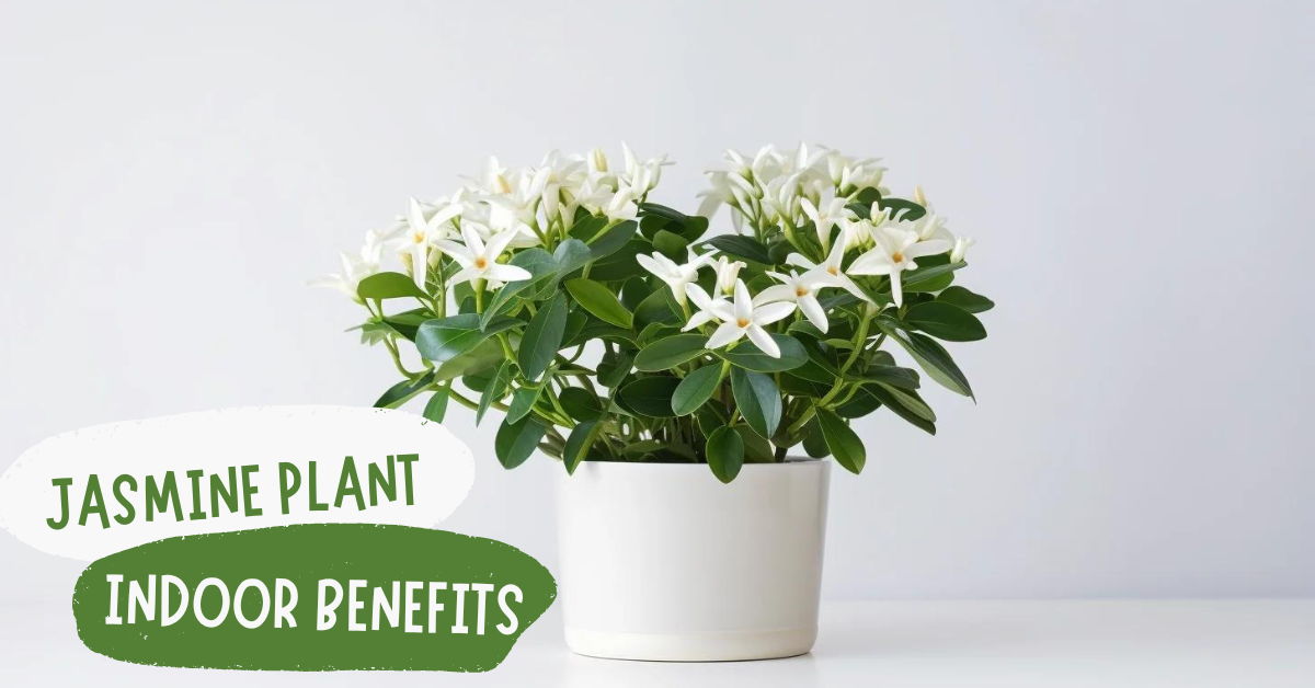 What Are Jasmine Plant Indoor Benefits