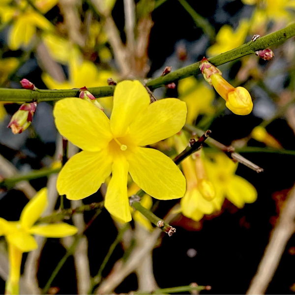 Winter Jasmine