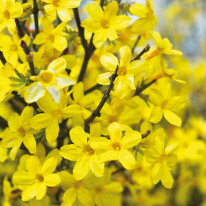 Winter Jasmine