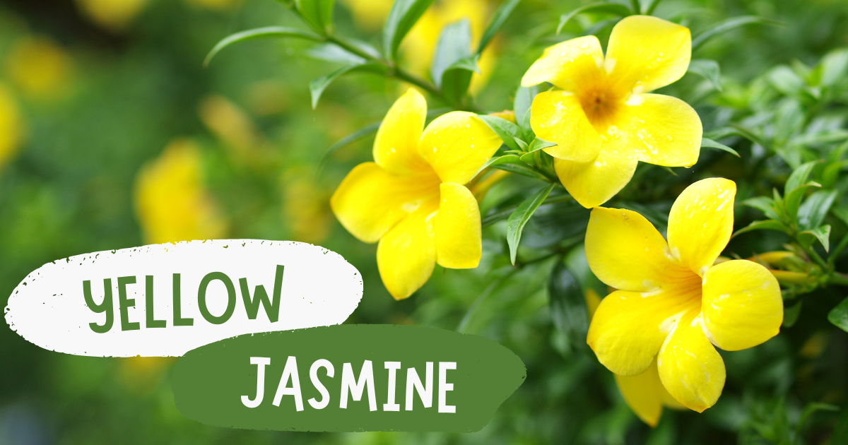 Yellow Jasmine