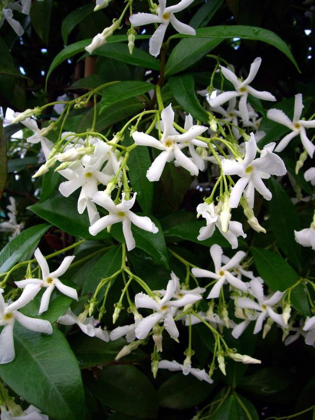 10 Best Indoor Jasmine Plants