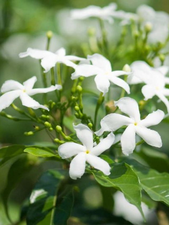 10 Best Jasmine Flower Varieties