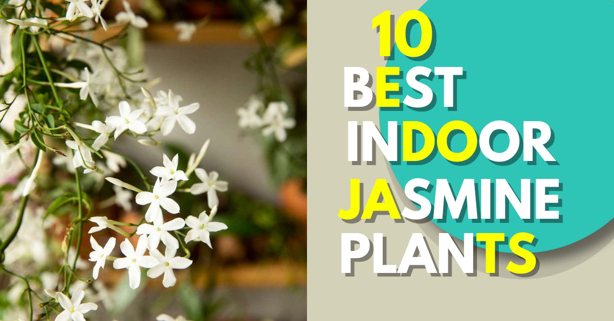 Best Indoor Jasmine Plants