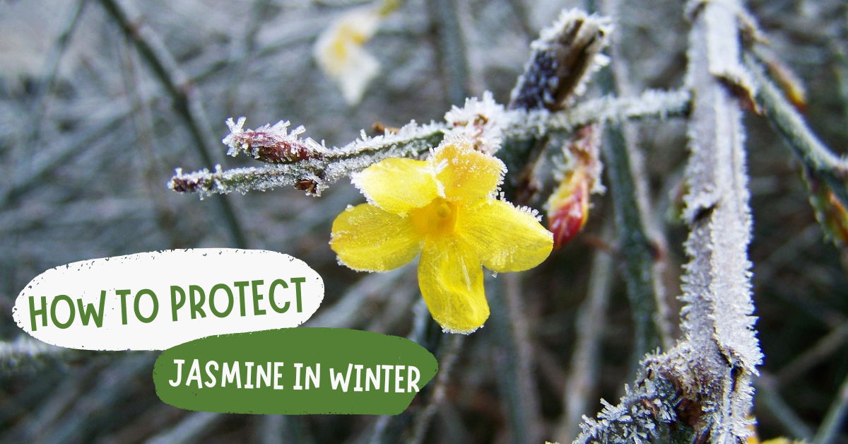 How To Protect Jasmine In Winter