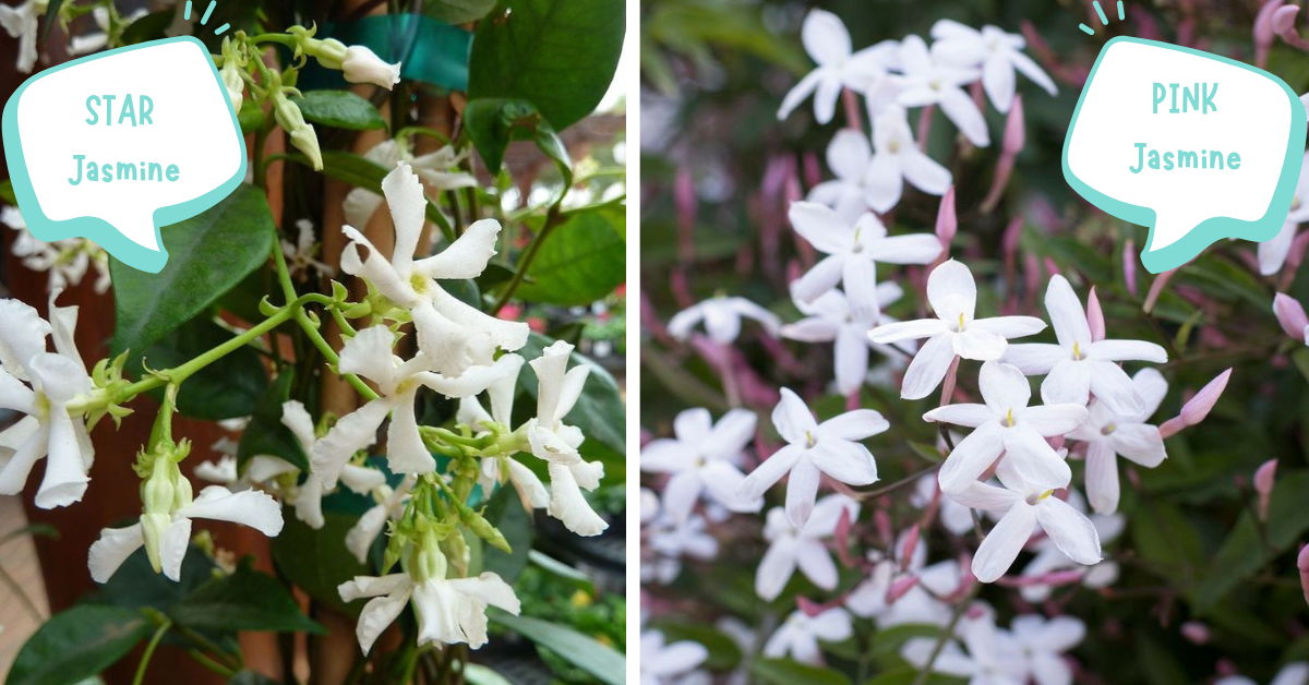 Is Star Jasmine The Same As Chinese Jasmine