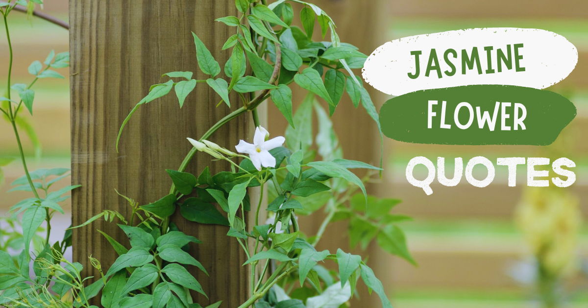 Jasmine Flower Quotes