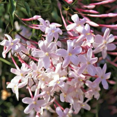 Pink Jasmine