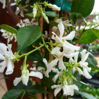 Star Jasmine