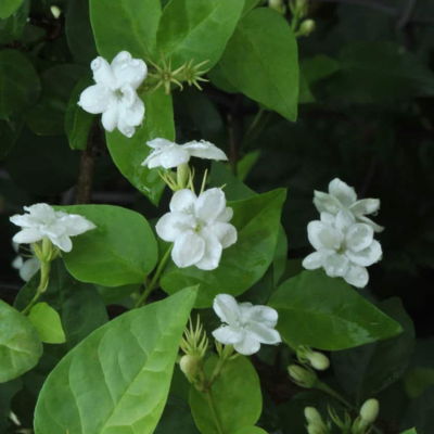 arabian jasmine