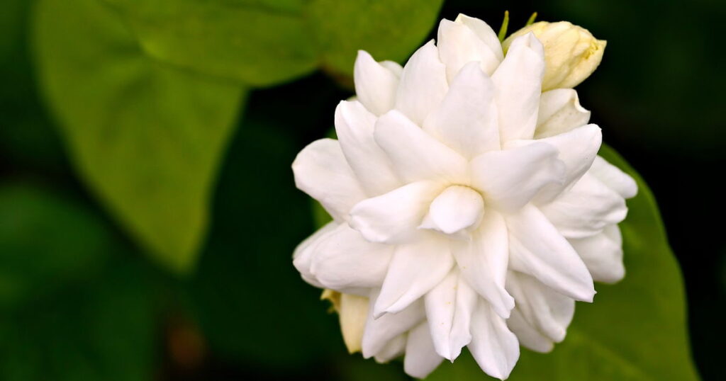 how to grow arabian jasmine