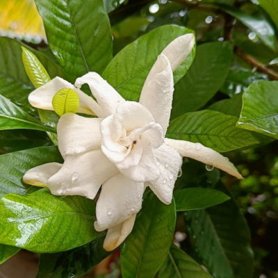 cape jasmine