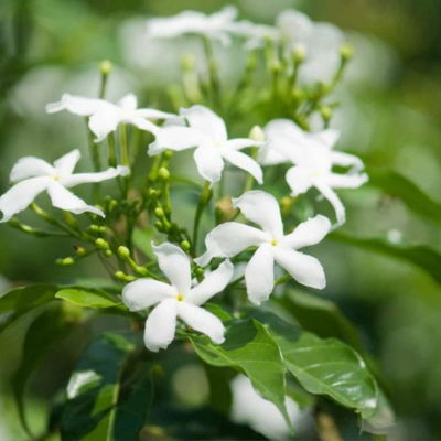 common jasmine