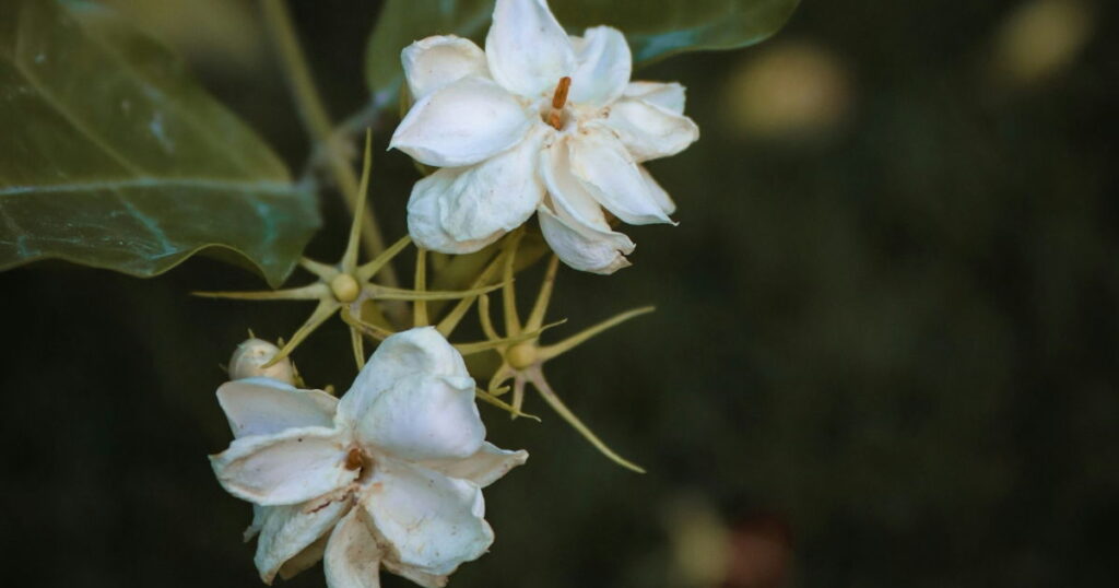 how to grow arabian jasmine