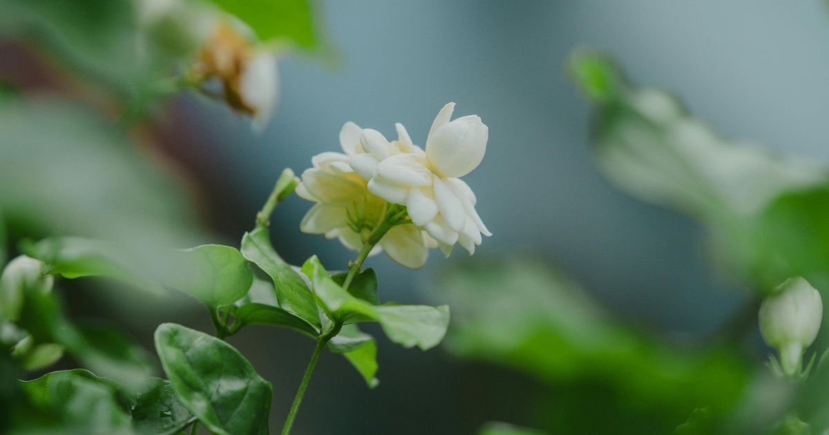 how to grow arabian jasmine