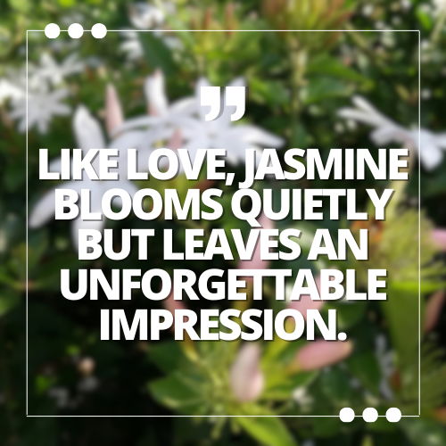 jasmine flower quotes