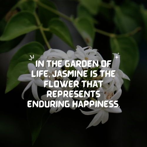 jasmine flower quotes