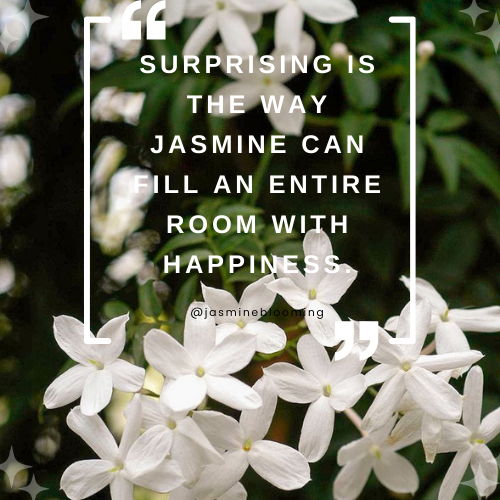 jasmine flower quotes