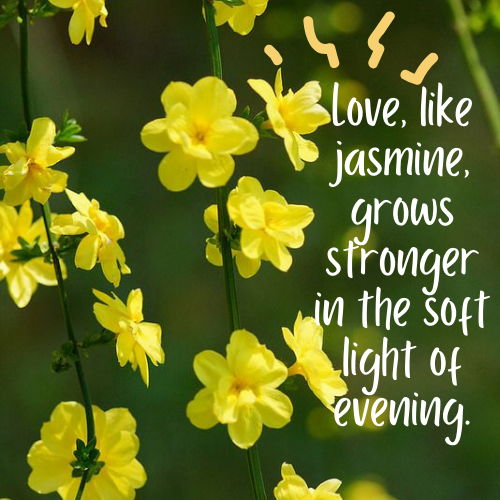 jasmine flower quotes