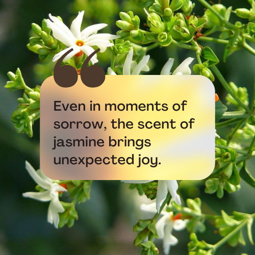 jasmine flower quotes