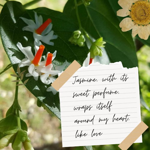 jasmine flower quotes