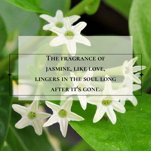 jasmine flower quotes