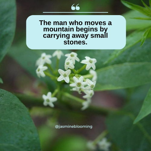 jasmine flower quotes