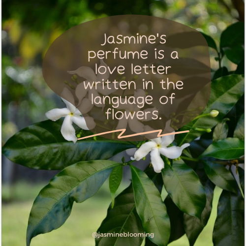 jasmine flower quotes