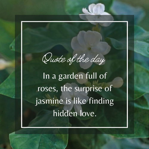 jasmine flower quotes