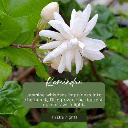 jasmine flower quotes