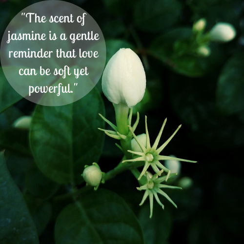 jasmine flower quotes