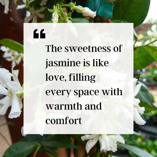 jasmine flower quotes