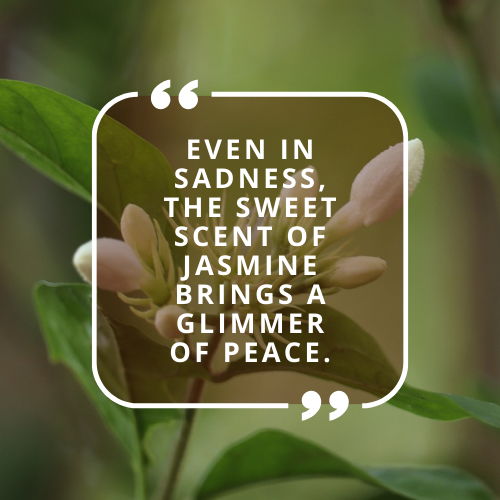 jasmine flower quotes