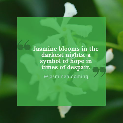 jasmine flower quotes