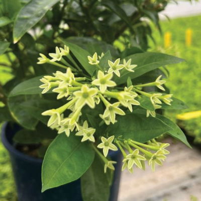 night blooming jasmine