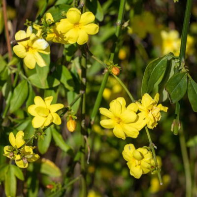 primrose jasmine