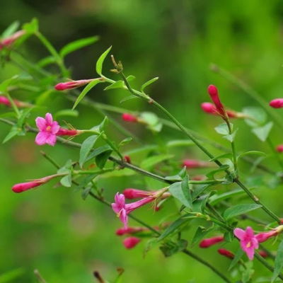 red jasmine