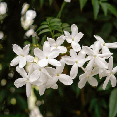 royal jasmine