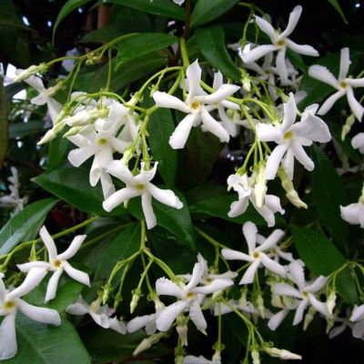 star jasmine