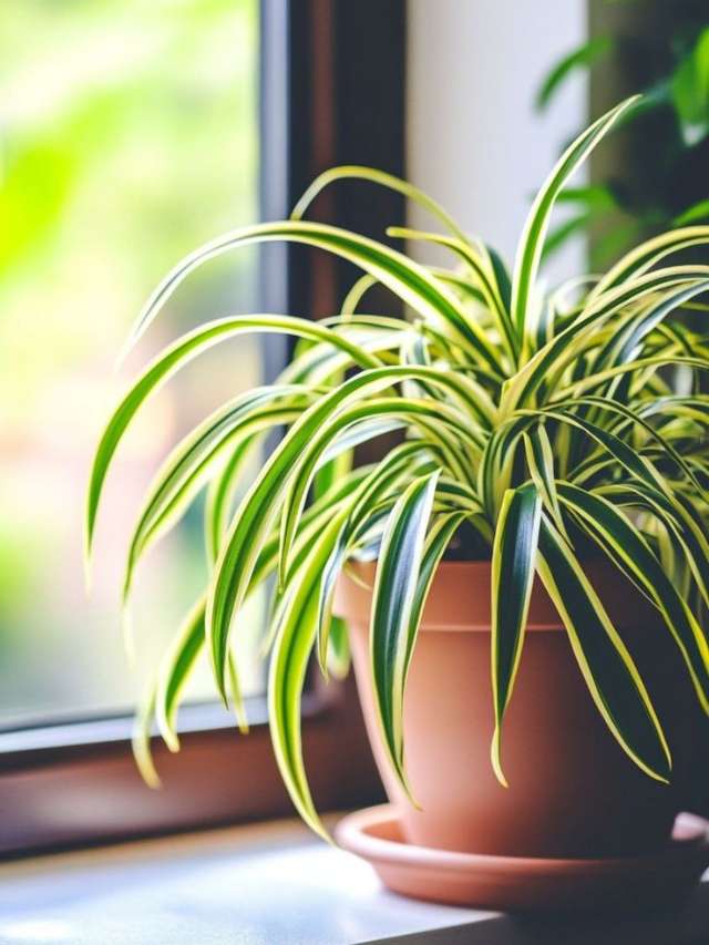 10 Fast-Growing Houseplants For Alluring Display 