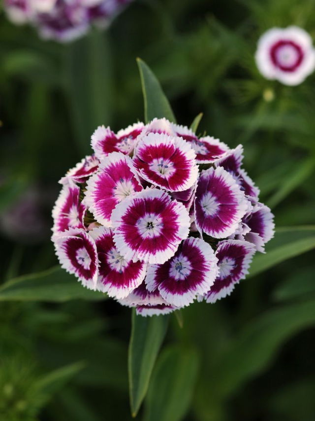 10 Most Beautiful Winter Flowers for Your Home Garden