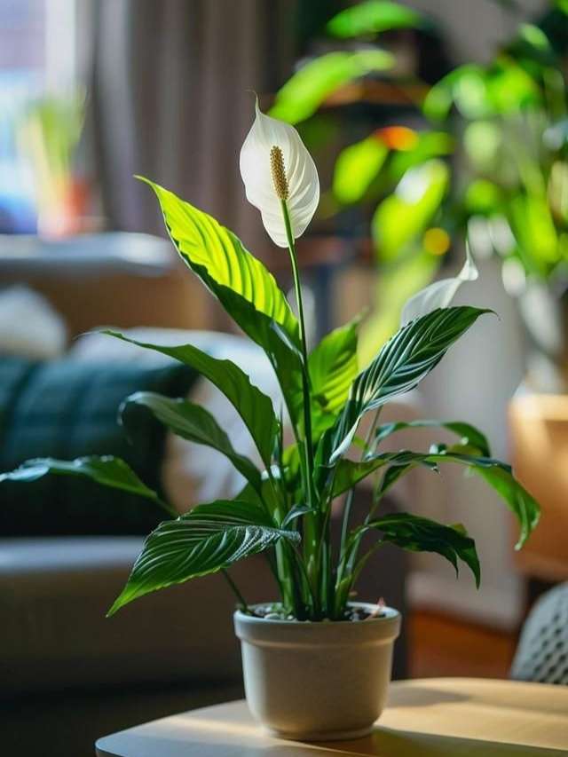 5 Steps How To Make Peace Lily Potting Mix